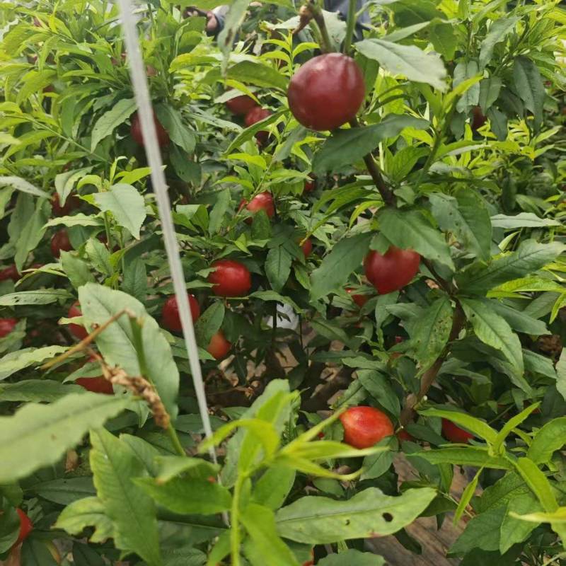 大棚中油十八