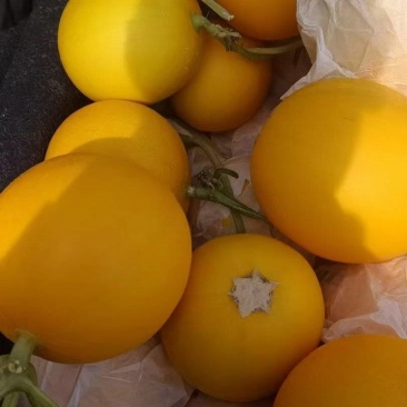 香瓜甜瓜久红瑞小蜜25玉菇红金蜜大量现货