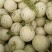香瓜甜瓜久红瑞小蜜25玉菇红金蜜大量现货