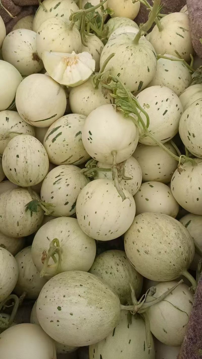 香瓜甜瓜久红瑞小蜜25玉菇红金蜜大量现货