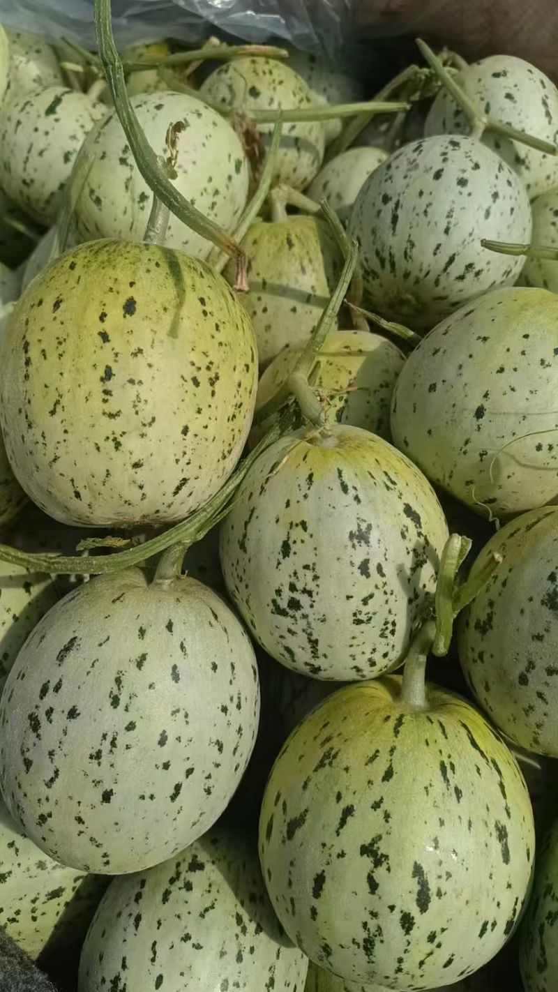 香瓜甜瓜久红瑞小蜜25玉菇红金蜜大量现货