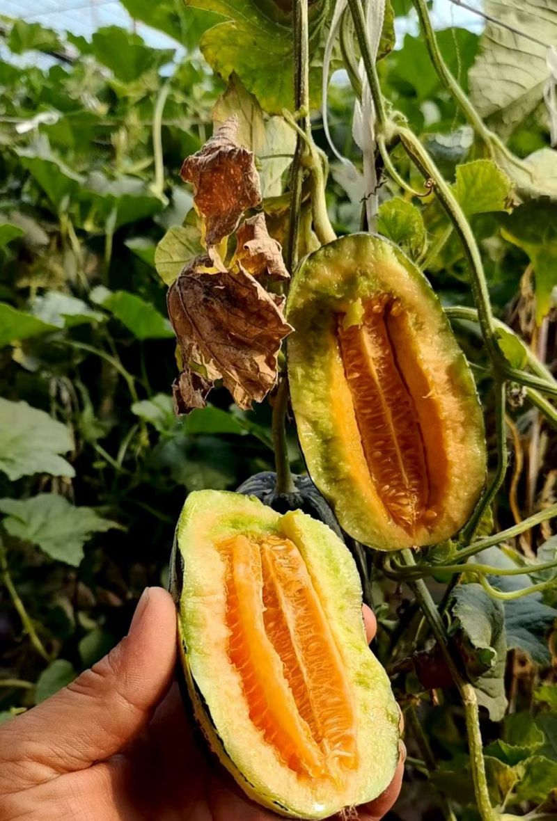 香瓜甜瓜久红瑞小蜜25玉菇红金蜜大量现货