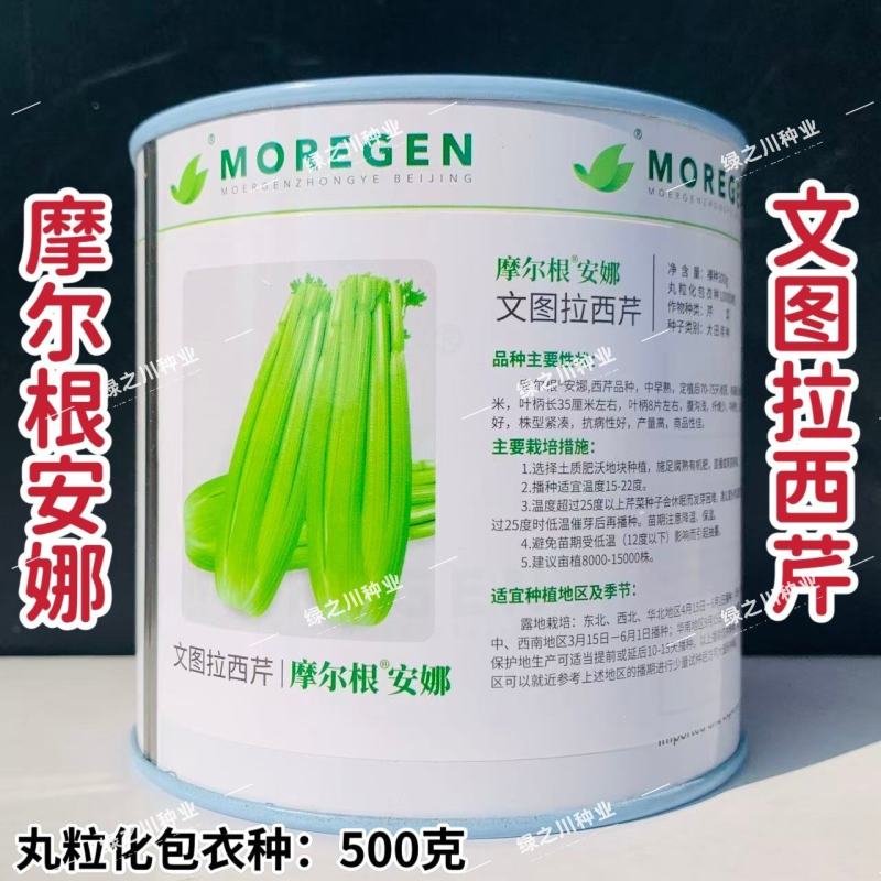 摩尔根安娜芹菜种子丸粒化西芹种籽文图拉西芹种子适合基地