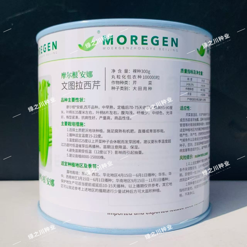 摩尔根安娜芹菜种子丸粒化西芹种籽文图拉西芹种子适合基地