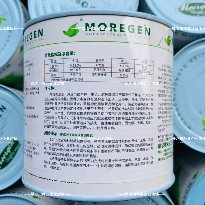 摩尔根安娜芹菜种子丸粒化西芹种籽文图拉西芹种子适合基地