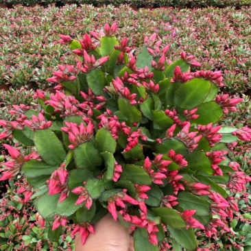 蟹爪兰花卉植物观赏性强好养活可对接全国