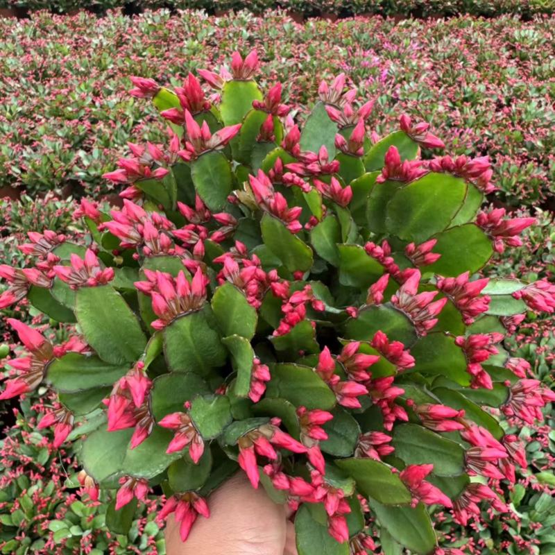 蟹爪兰花卉植物观赏性强好养活可对接全国