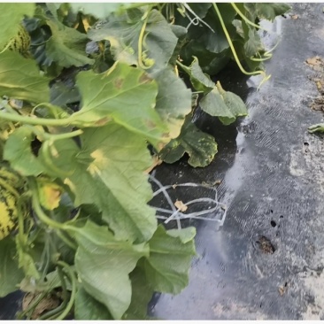 甜瓜花蕾花美人甜瓜源产地甜瓜货源充足