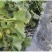 甜瓜花蕾花美人甜瓜源产地甜瓜货源充足