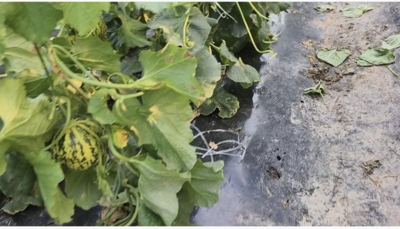 甜瓜花蕾花美人甜瓜源产地甜瓜货源充足