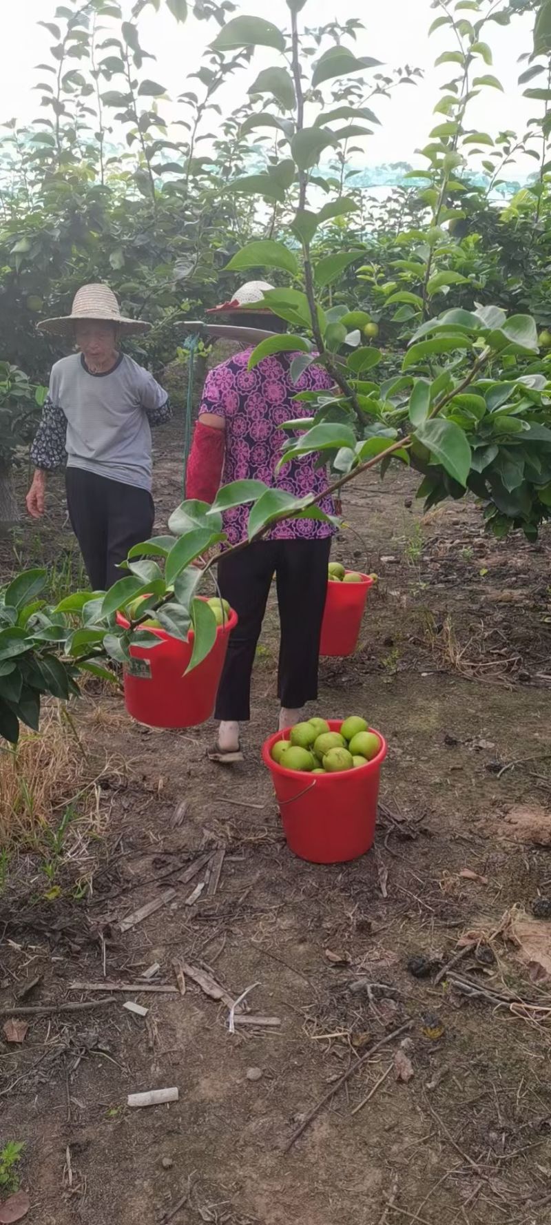 翠冠梨