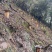 农家深山悬崖土蜂蜜古一年只取一次古法压榨假一赔十