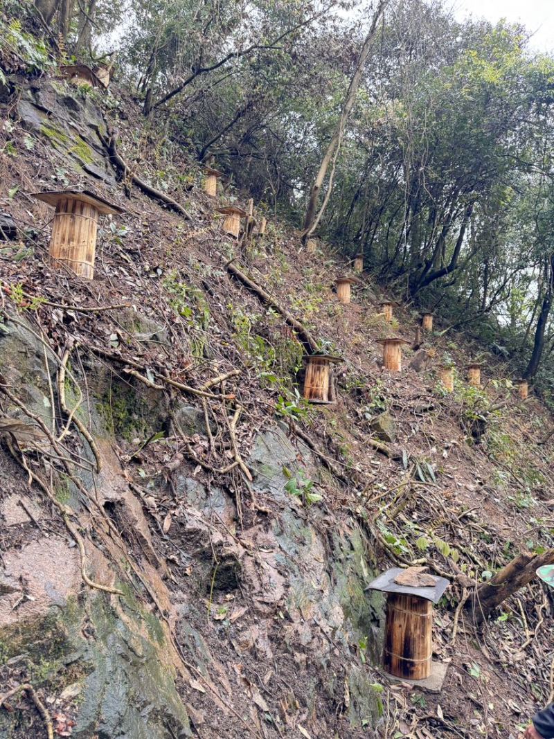 农家深山悬崖土蜂蜜古一年只取一次古法压榨假一赔十