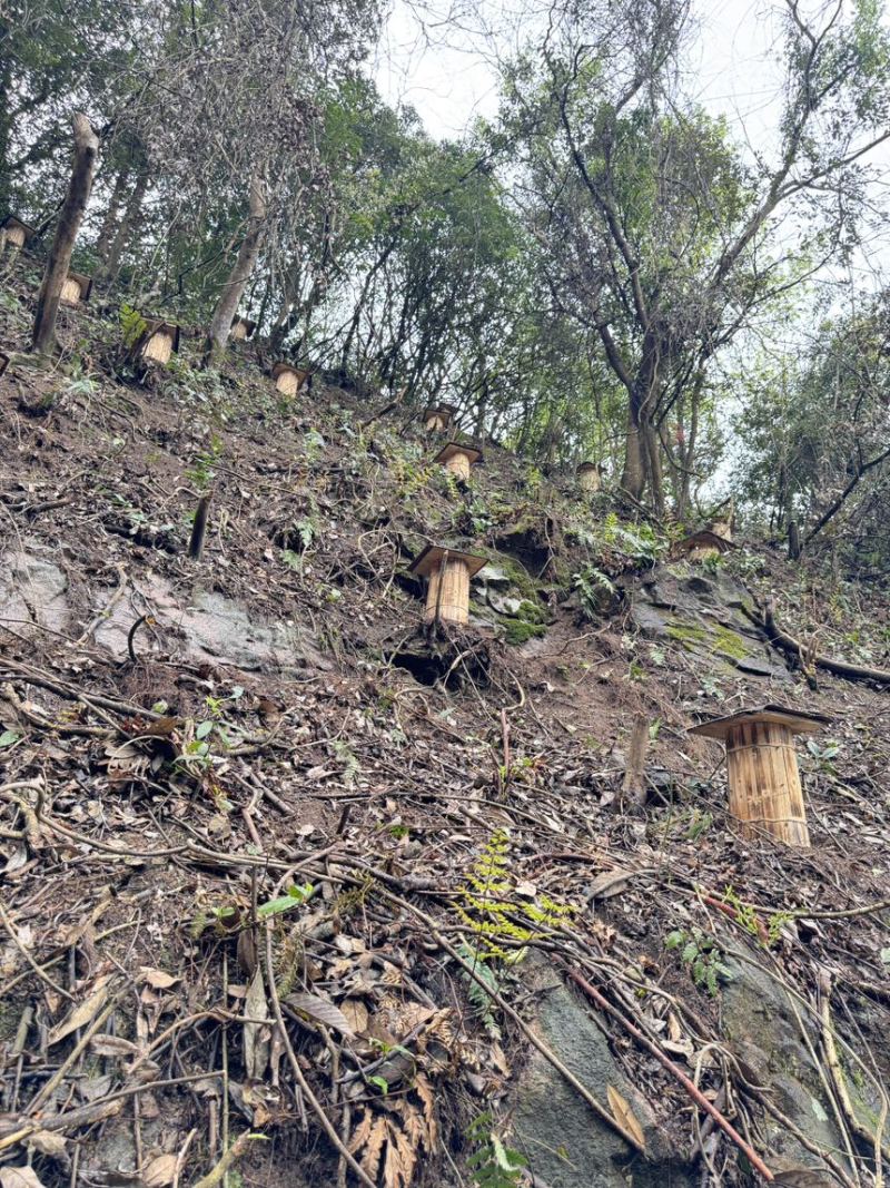 农家深山悬崖土蜂蜜古一年只取一次古法压榨假一赔十