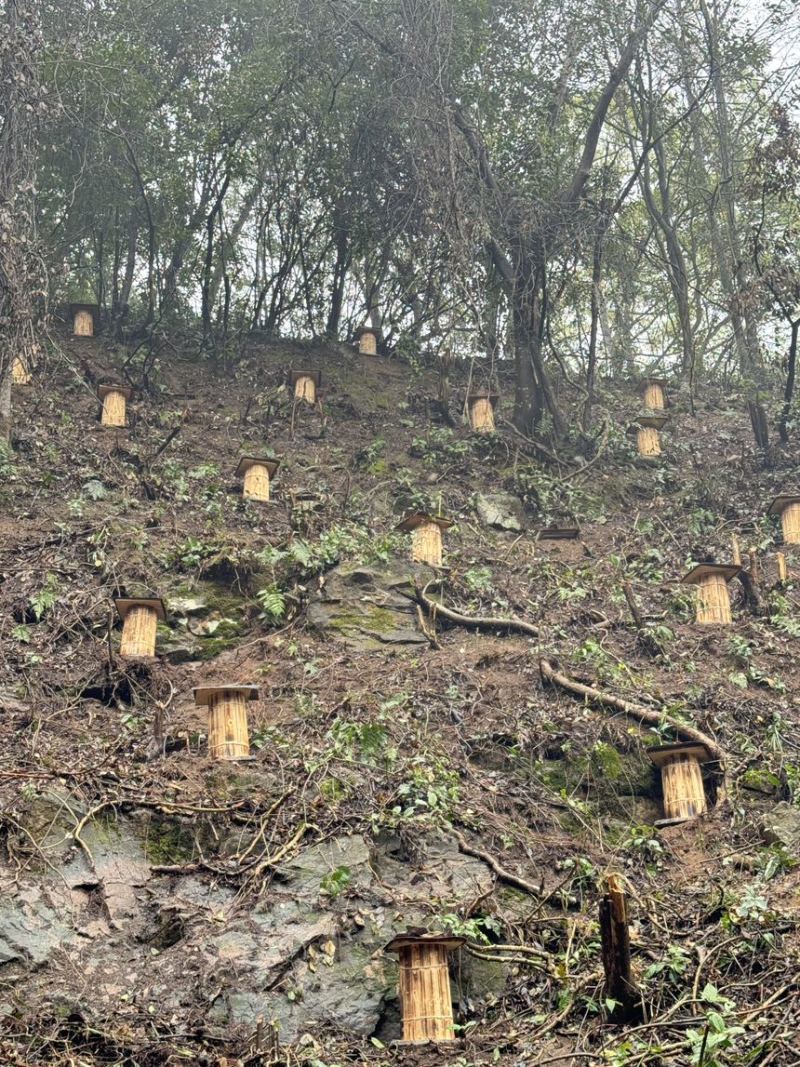农家深山悬崖土蜂蜜古一年只取一次古法压榨假一赔十