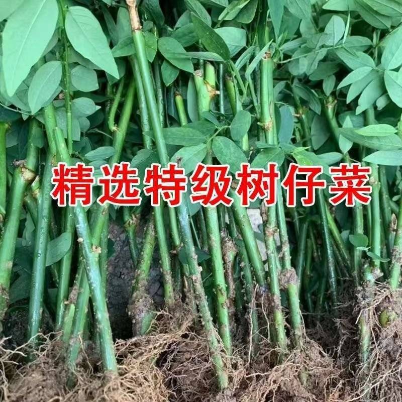 精选特级树仔菜苗，量大，成活率非常高，欢迎洽谈。