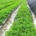 精选特级树仔菜苗，量大，成活率非常高，欢迎洽谈。