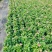 120夏堇蓝白色，粉白色/基地有量/保质保量/量大价优