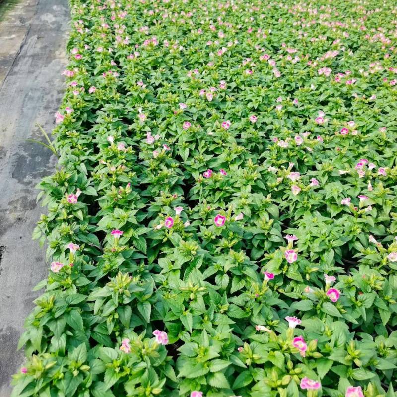 120夏堇蓝白色，粉白色/基地有量/保质保量/量大价优