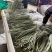 基地直发白豆角精品豇豆新鲜直达量大价优