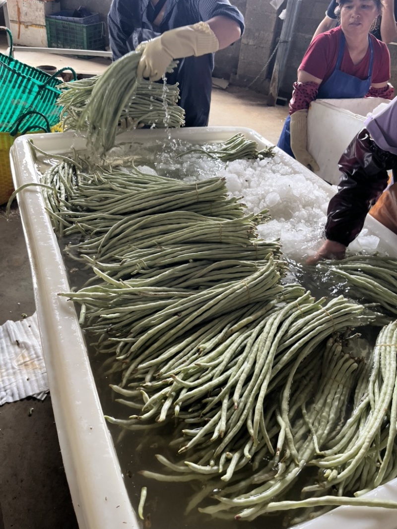 基地直发白豆角精品豇豆新鲜直达量大价优