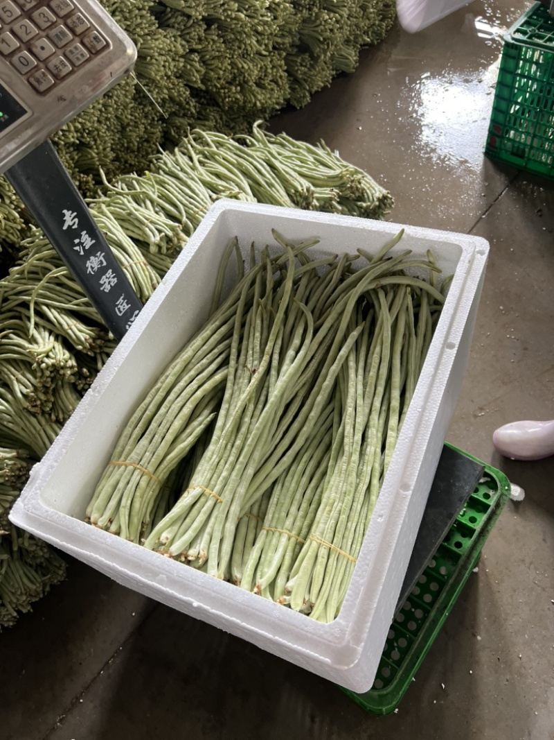 基地直发白豆角精品豇豆新鲜直达量大价优
