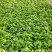 120夏堇蓝白色，粉白色/基地有量/保质保量/量大价优