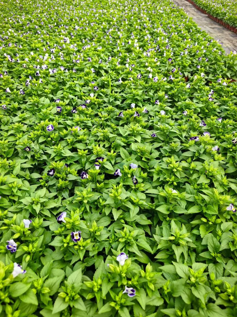 120夏堇蓝白色，粉白色/基地有量/保质保量/量大价优