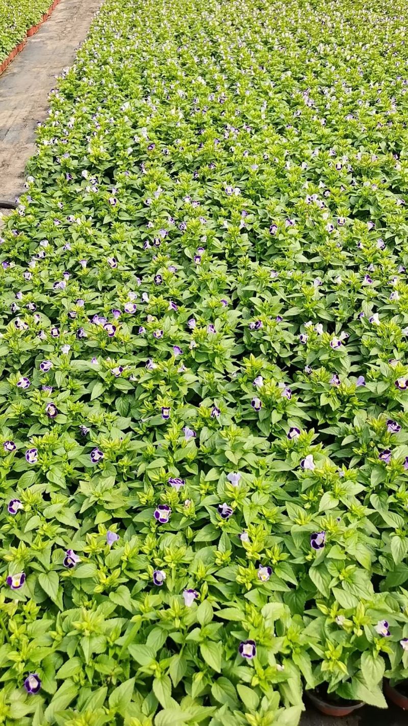 120夏堇蓝白色，粉白色/基地有量/保质保量/量大价优