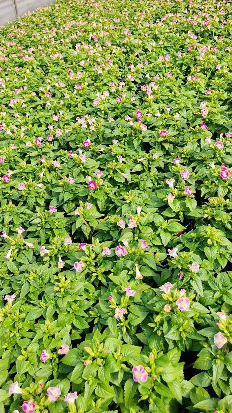 120夏堇蓝白色，粉白色/基地有量/保质保量/量大价优