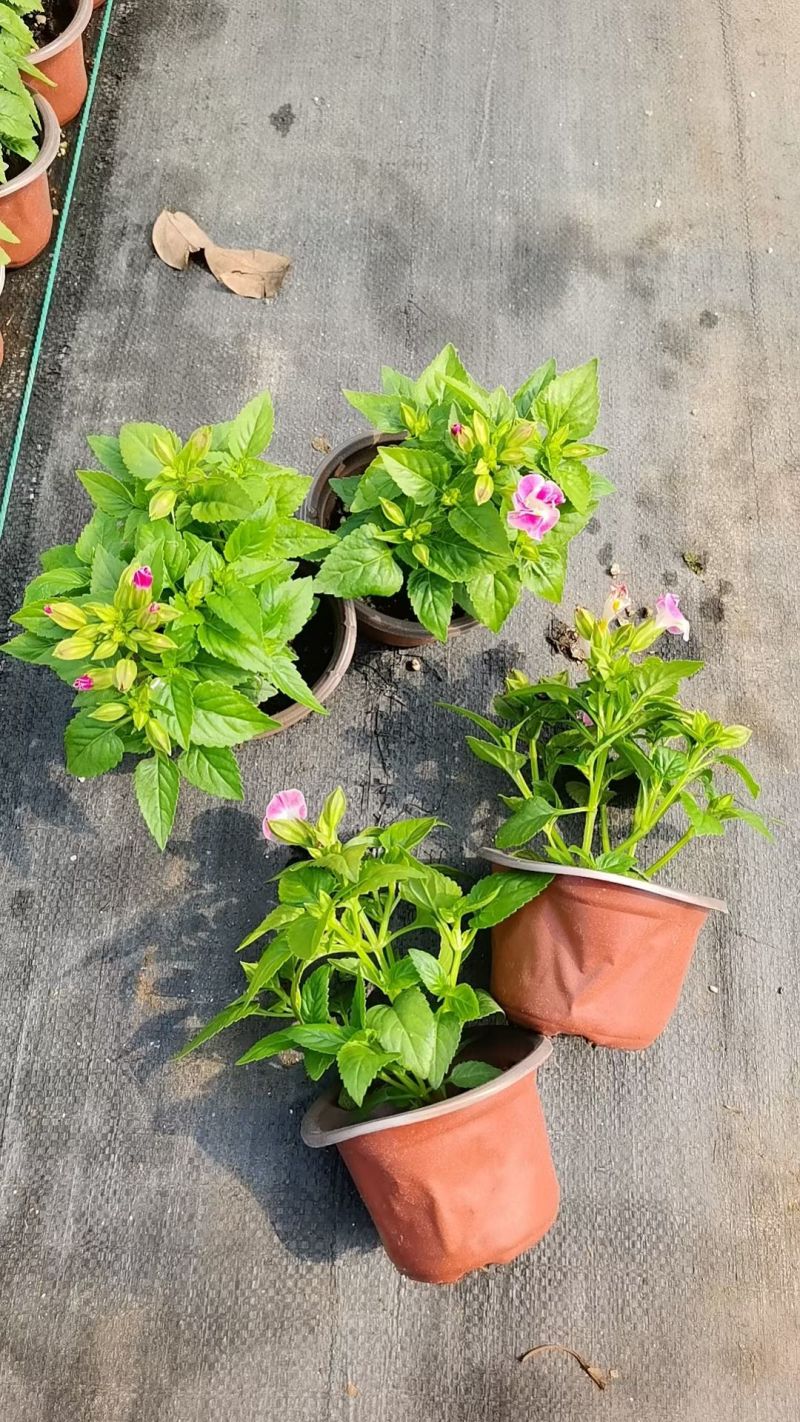 120夏堇蓝白色，粉白色/基地有量/保质保量/量大价优