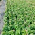 120夏堇蓝白色，粉白色/基地有量/保质保量/量大价优