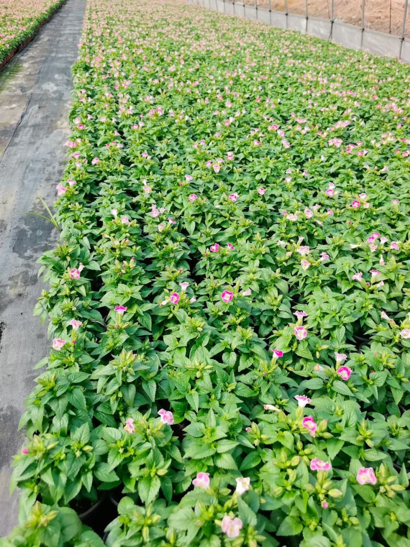 120夏堇蓝白色，粉白色/基地有量/保质保量/量大价优