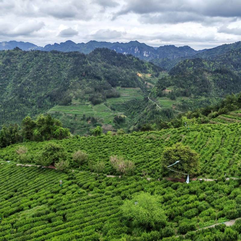 湘西高山云雾绿茶，红茶，电话和微***********