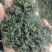 绿茶香茶