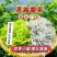 恩施藤茶嫩芽龙须
