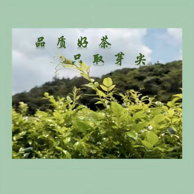 恩施藤茶嫩芽龙须