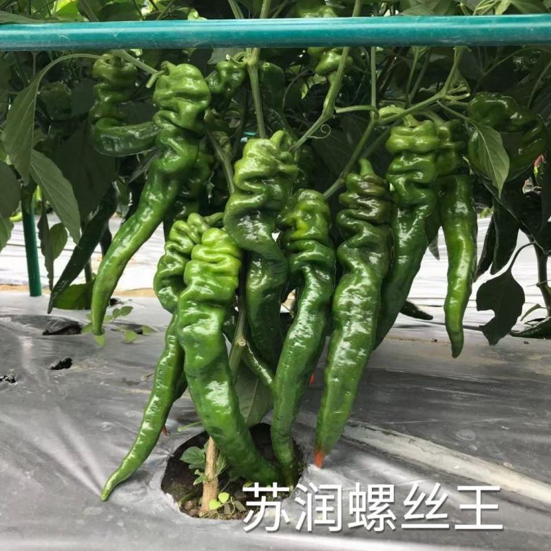 苏润螺丝王螺丝椒辣椒种子杂交高产辣味香浓耐低温春秋播蔬菜