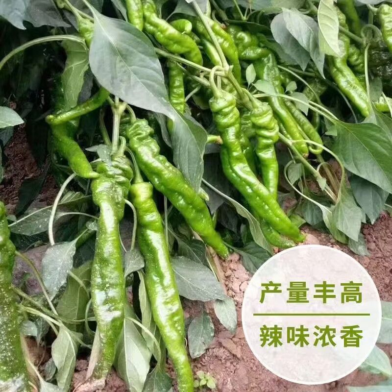 苏润螺丝王螺丝椒辣椒种子杂交高产辣味香浓耐低温春秋播蔬菜