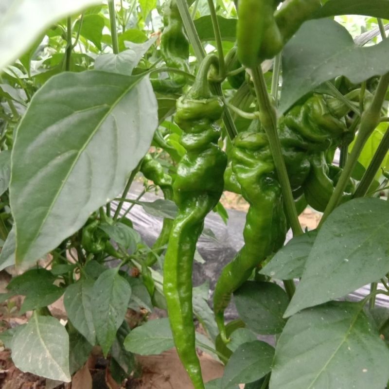 苏润螺丝王螺丝椒辣椒种子杂交高产辣味香浓耐低温春秋播蔬菜
