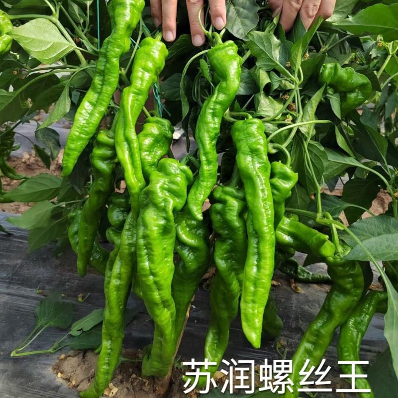 苏润螺丝王螺丝椒辣椒种子杂交高产辣味香浓耐低温春秋播蔬菜