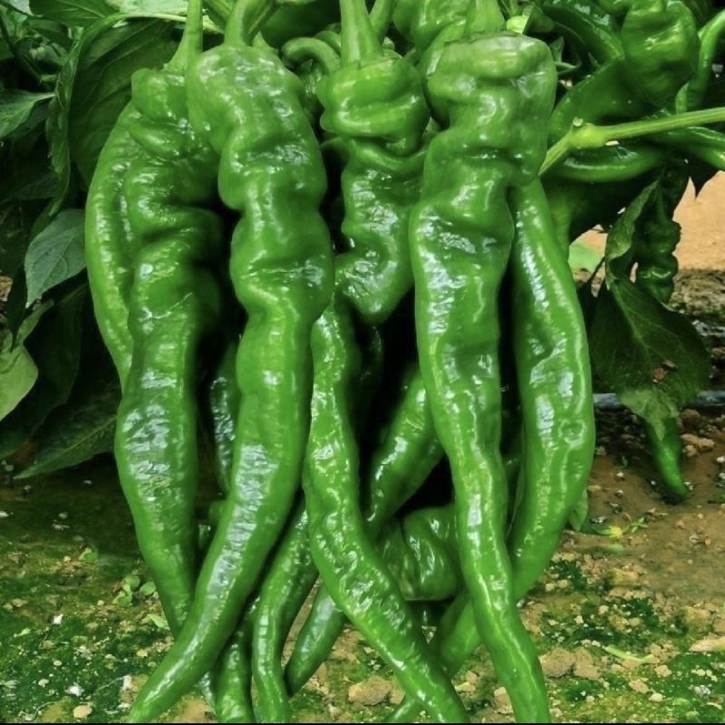 苏润螺丝王螺丝椒辣椒种子杂交高产辣味香浓耐低温春秋播蔬菜
