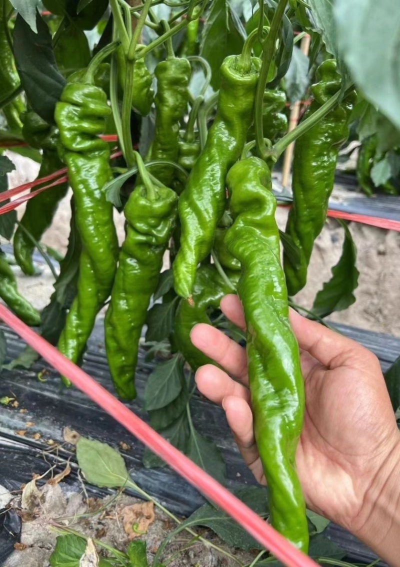 苏润螺丝王螺丝椒辣椒种子杂交高产辣味香浓耐低温春秋播蔬菜