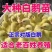 产蛋鹅苗白鹅苗