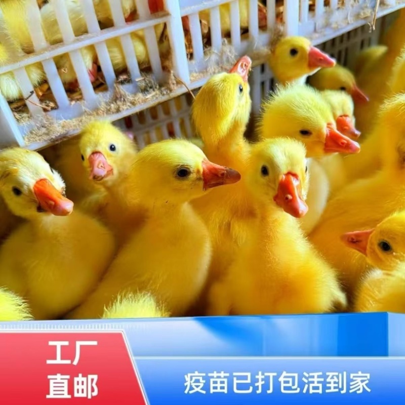 产蛋鹅苗白鹅苗