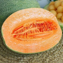 海南哈密瓜