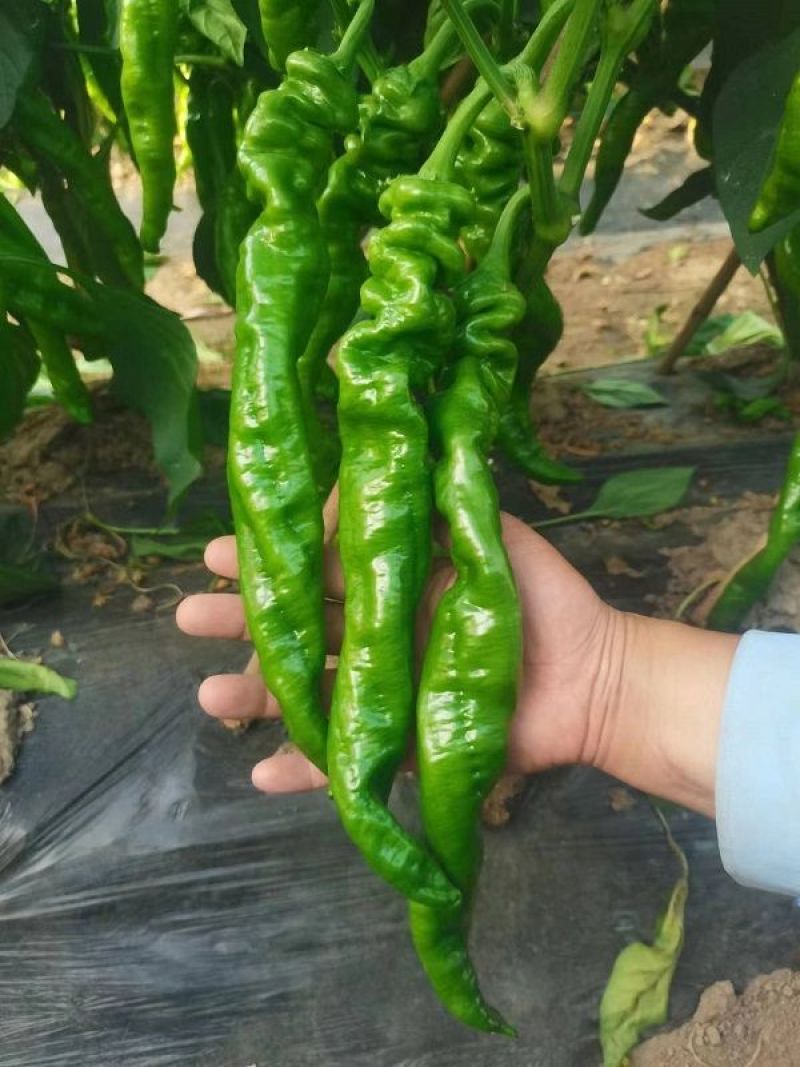 苏润陇椒螺丝椒种子早中熟味香辣皮厚耐低温抗高温抗病1