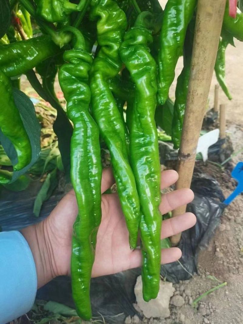 苏润陇椒螺丝椒种子早中熟味香辣皮厚耐低温抗高温抗病1