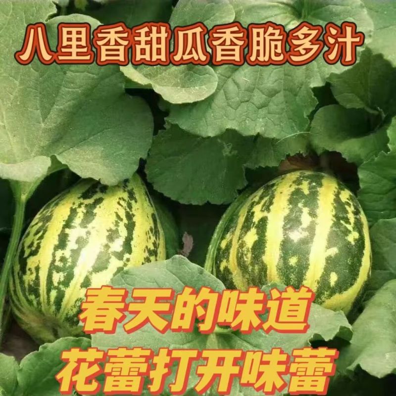 山东临沂费县花蕾甜瓜仅支持一件代发所有平台均可代发