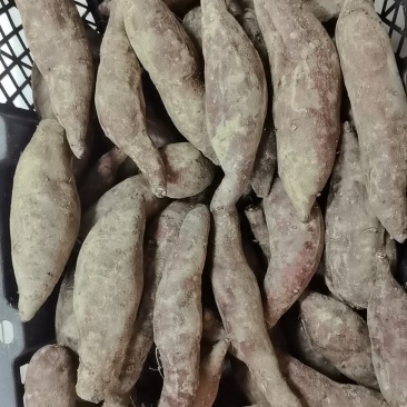 红薯榴莲蜜薯
